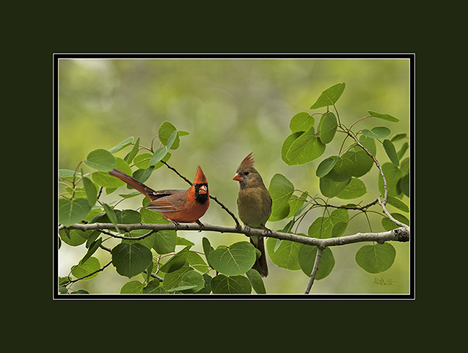 Cardinal pair